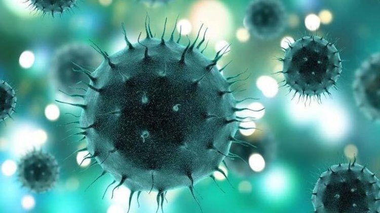Çin’den corona virüsü itirafı: Yarasa iğne gibi ısırınca bulaştı