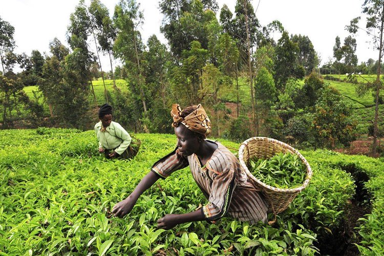 Kenyalı çiftçiler İngiltere’ye karşı