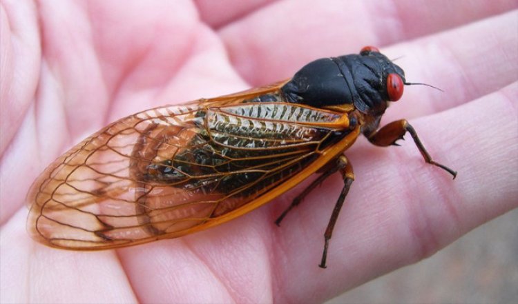 ABD’nin yeni kabusu: Cicadas