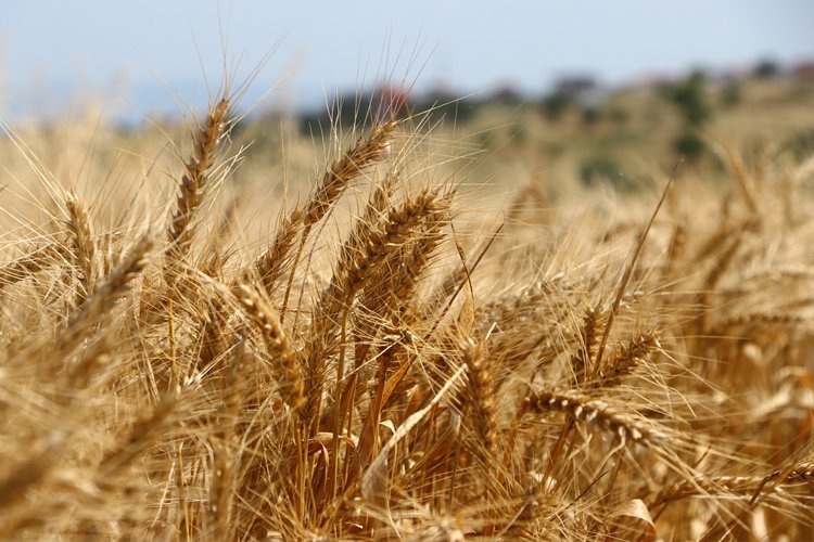 Buğday fiyatları 9 yılın zirvesini gördü