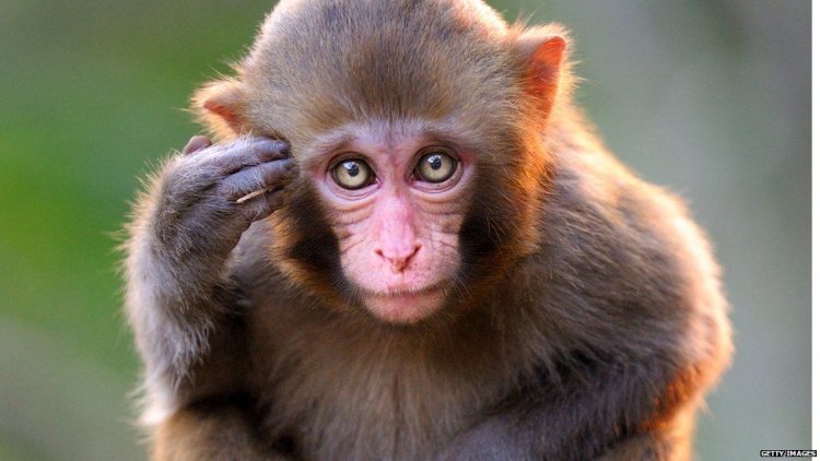 Monkey B virüsü nedir, belirtileri nelerdir?