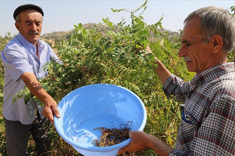 Türkiye’de sumak üretimi 8 yılda 5 kattan fazla arttı