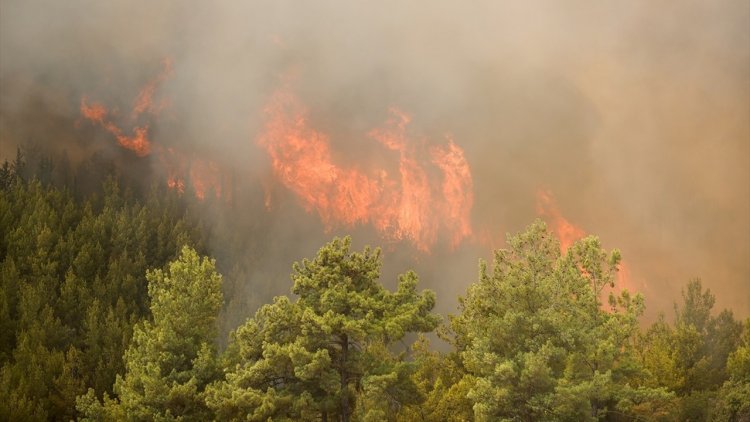 Milas ve Bodrum’da orman yangını