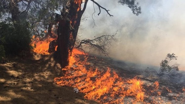 Orman yangınları Covid-19’un ölümcüllük düzeyini artırıyor