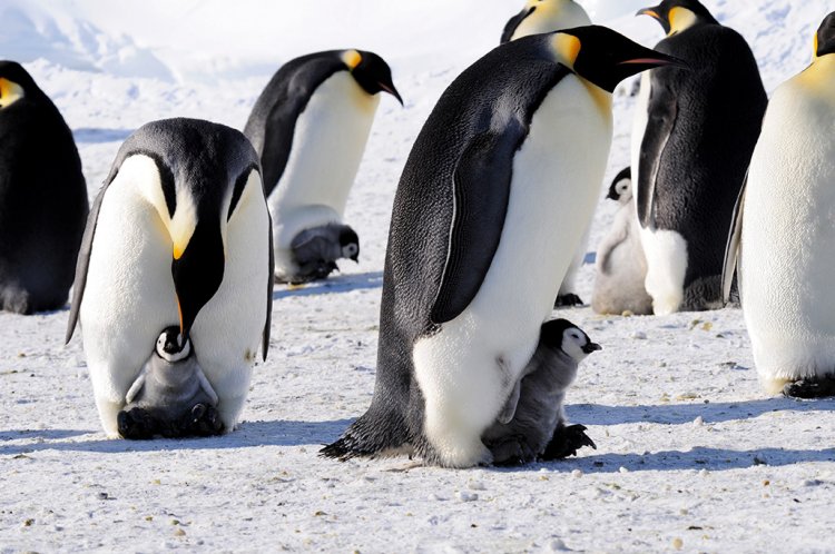Küresel ısınma imparator penguenleri yok edebilir