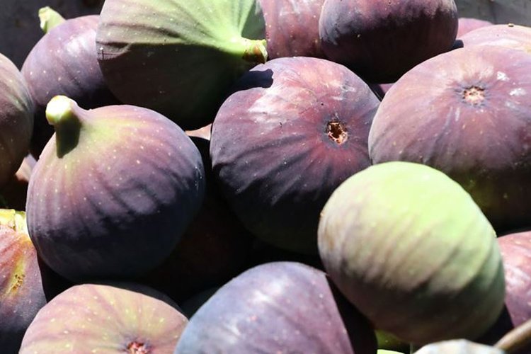 “Bursa siyahı” incirin hasadı başladı