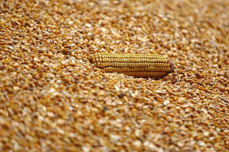 Kamerun’da pirinç, mısır, darı ve sorgum ihracatı yasaklandı