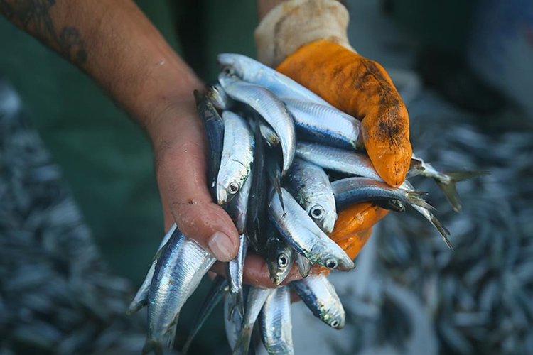 Marmara Denizi’nde hamsi, istavrit ve sardalya için dökme avcılık yasaklandı