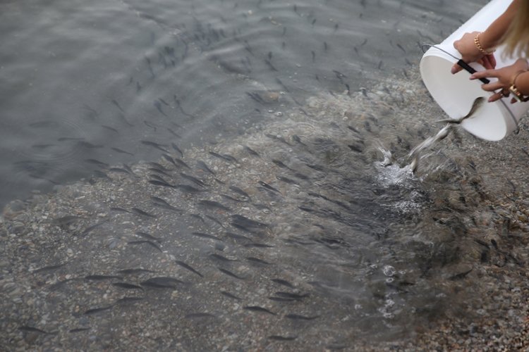 Bodrum’da yeni av sezonunun açılışında denize 30 bin yavru balık bırakıldı  