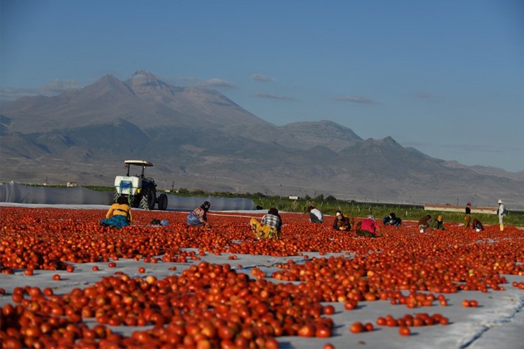 Erciyes Dağı’nın domatesleri kurutularak ihraç ediliyor
