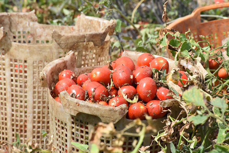 Salçalık domateste rekolte 1 milyon tonun üzerinde