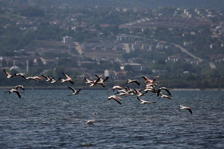 Flamingolar İzmit Körfezi’nde