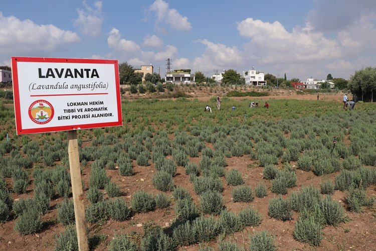 Adana’da tıbbi bitki hasadı