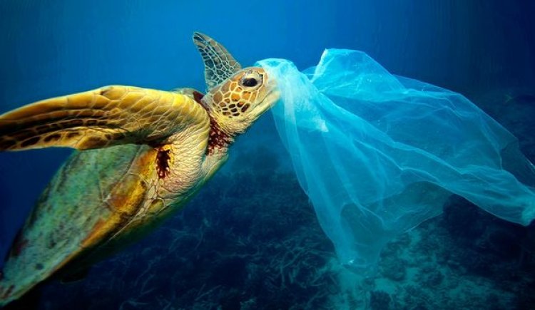 Plastik poşet kullanımı yüzde 75 azaldı