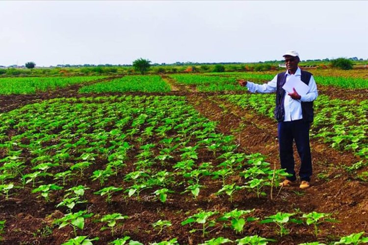 Sudan’da Türk tohumu üretilecek