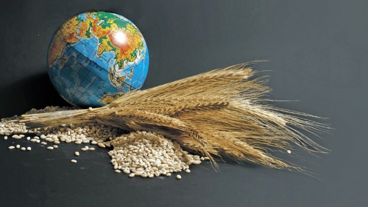 Küresel gıda fiyatları  yüzde 24,1 arttı