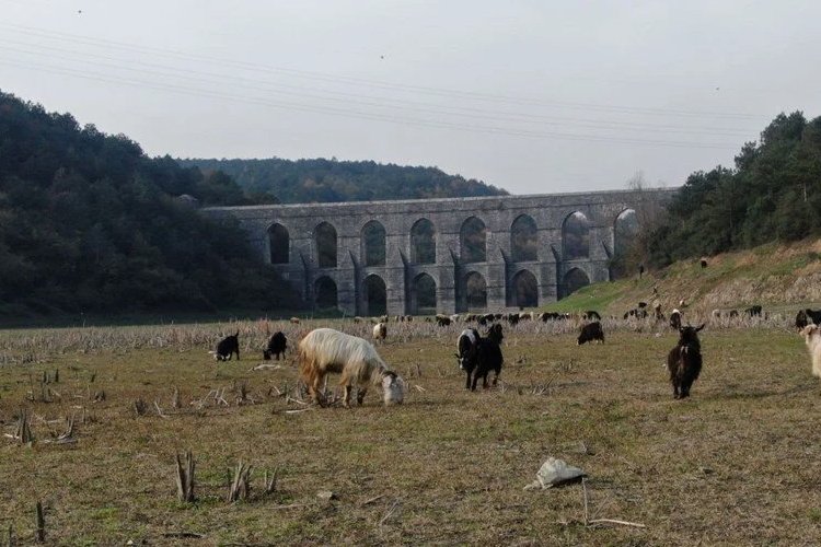 Alibeyköy Barajı’nda keçiler otluyor