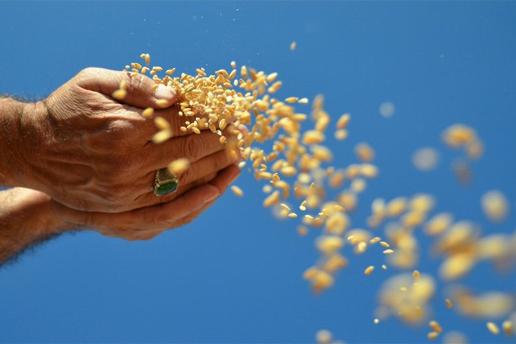Hindistan da buğday ihracatını durdurdu