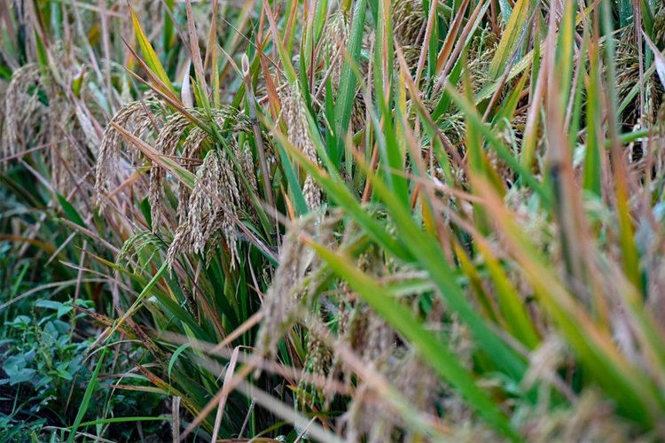Zararlı canlılara karşı dirençli buğday geliştirildi