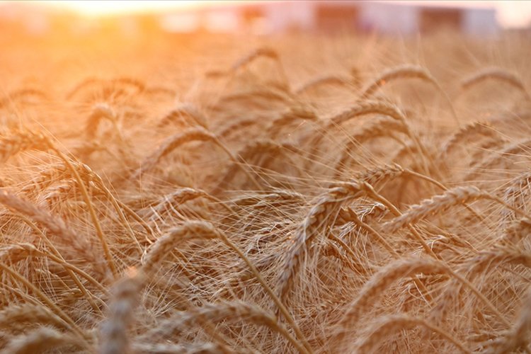 Rusya’dan tahıl krizine çözüm önerisi: Yaptırımları kaldırın