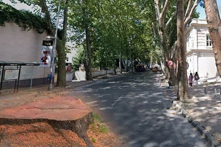 İstanbullulara kötü haber! 112 ağaç kesildi