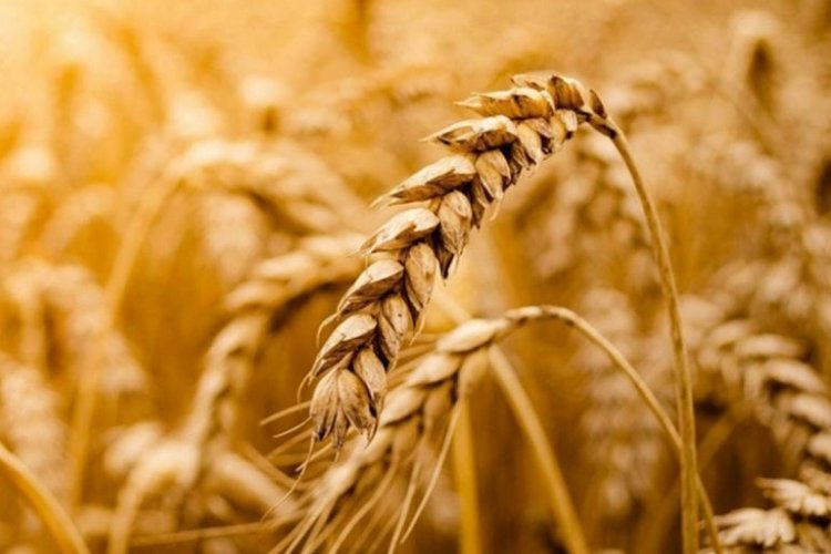 Rusya tahıl koridorunu açtı