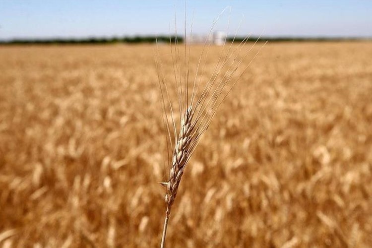 Tahıl koridoru anlaşması buğday fiyatlarını nasıl etkileyecek?