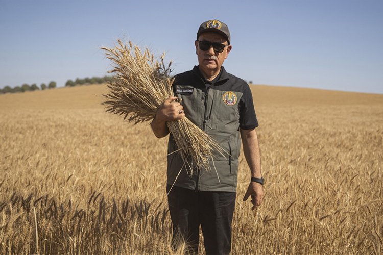 Bakan Kirişci’den buğday üretimi ile ilgili açıklama