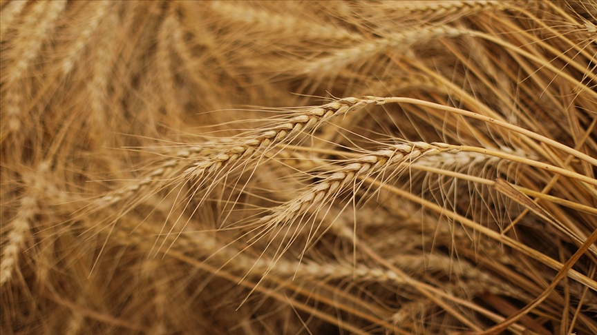 Bulgaristan, Ukrayna tahıl ithalatına getirilen yasağı kaldırıyor