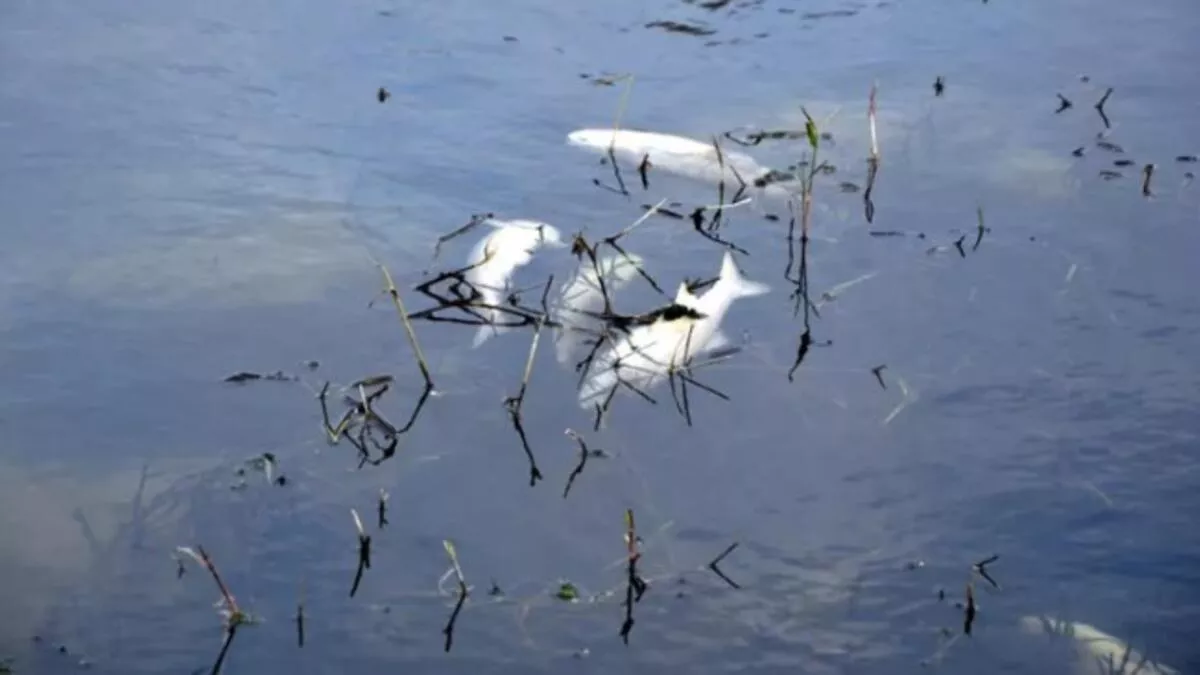 Tekirdağ’da balık ölümlerinin yaşandığı Yuvalı Deresi’nde atık suya rastlanmadı