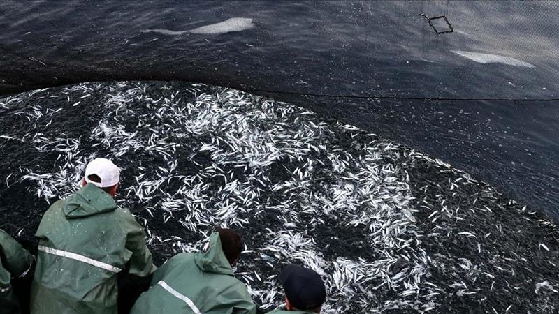 BM: Akdeniz ve Karadeniz’de balıkçılık kaynakları baskı altında