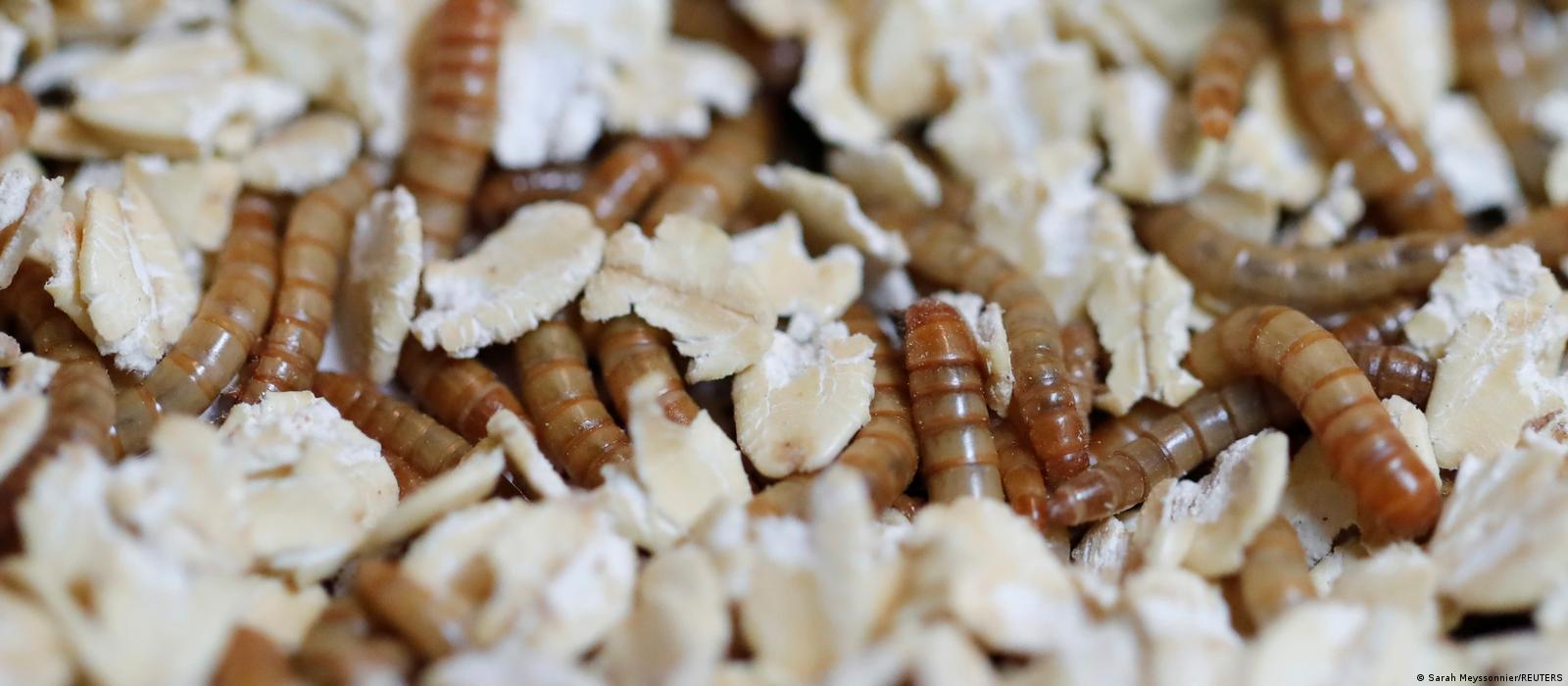 AB’de cırcır böceği tozu yeni gıdalar arasında