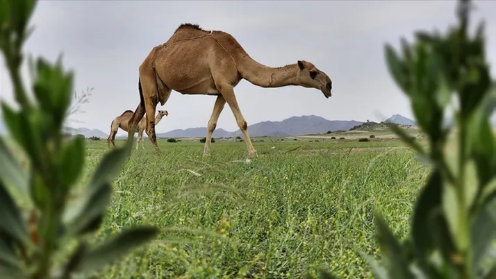 Suudi Arabistan’da yağışların ardından çöl yeşille kaplandı