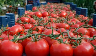 Rusya, Türkiye’den domates ithalat kotasını artırdı