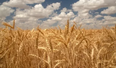Buğdayda gümrük vergisi tekrar yüzde 130’a çıkıyor