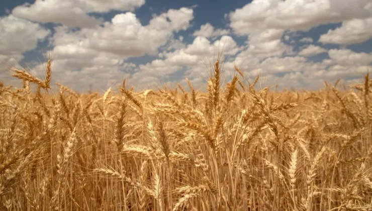 Buğday ve arpa fiyatları yine dalgalanmaya başladı