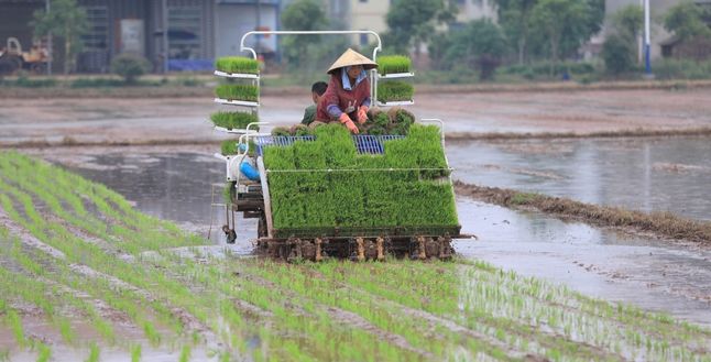 Çin, tahıl üreticilerine sübvansiyon verecek