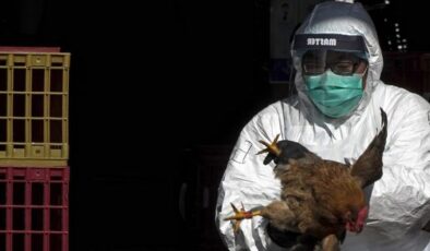 Kuş gribi Çin’de ölüm getirdi