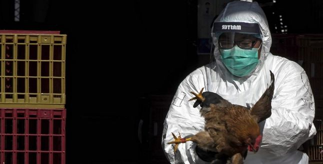 Kuş gribi Çin’de ölüm getirdi