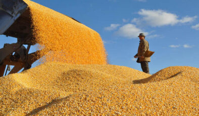 Çin tahıl üretiminde yüzde 100 yeterliliğe ulaştı