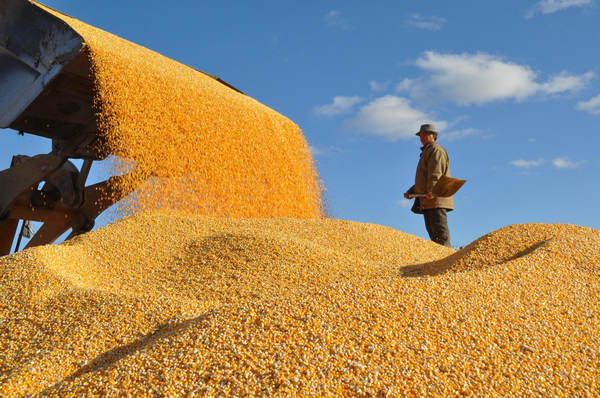 Çin tahıl üretiminde yüzde 100 yeterliliğe ulaştı