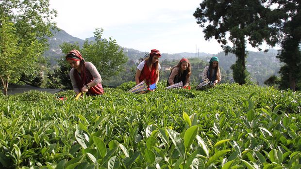 Çay ihracatı 4 ayda 11,3 milyon doları aştı