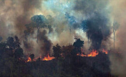 Et endüstrisinin Amazon talanı: 6 yılda 800 milyon ağaç yakıldı!