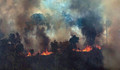 Et endüstrisinin Amazon talanı: 6 yılda 800 milyon ağaç yakıldı!