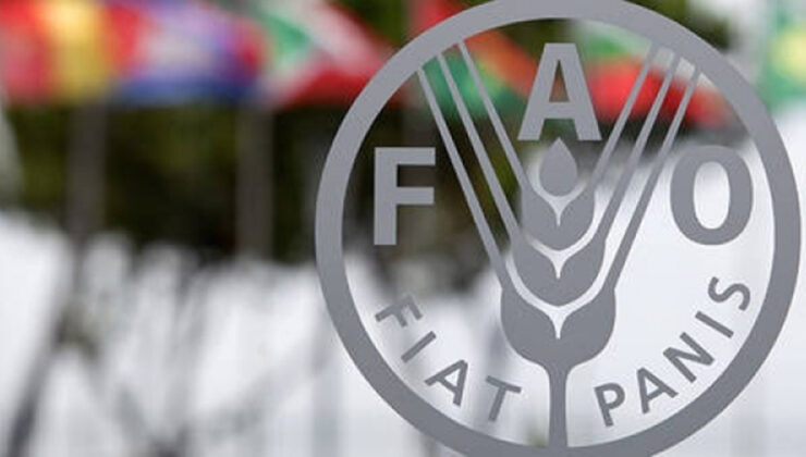 FAO: Küresel gıda fiyatları Temmuz’da yıllık bazda düştü