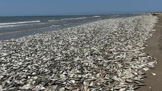 ABD’nin güney sahillerinde binlerce balık kıyıya vurdu
