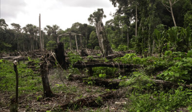 Tropikal bölgelerdeki biyoçeşitlilik ormansızlaşma tehdidi altında