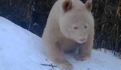 Dünyanın ilk albino pandası Çin’de görüldü