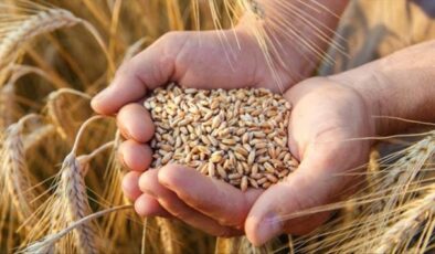 Mısır, Rusya’dan yarım milyon ton buğday aldı