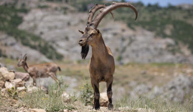 Kaçak avcılığa karşı korunan yaban keçileri Tunceli dağlarında güvende